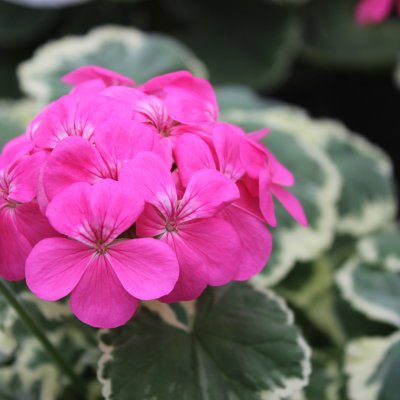 Dekorativpelargon, kruka, Madame Salleron