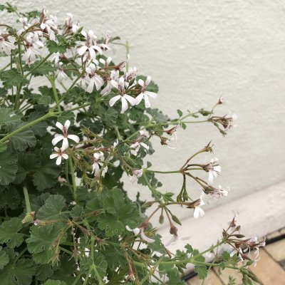 Doftpelargon, kruka, Marias Blomma