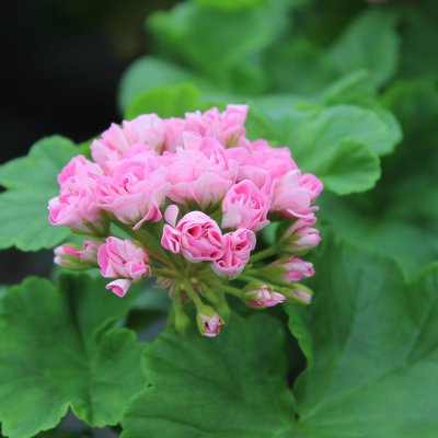 Rosenpelargon, kruka, Prinsessan Filippa