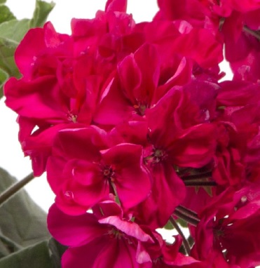 Pelargon Prinsessan Marie