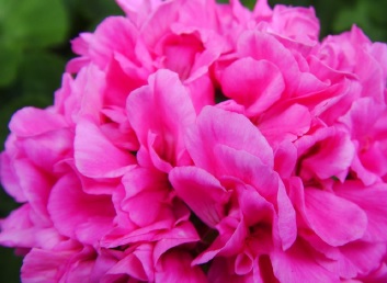 Pelargon, pluggplanta, 'Selma'