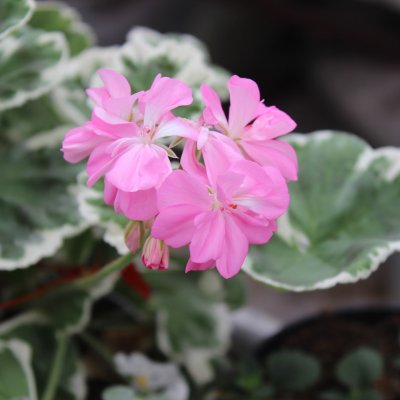 Dekorativpelargon, kruka, Sofia