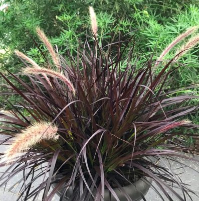 Cenchrus x cupreus Chelsea (Pennisetum), Fjäderborstgräs, 3L