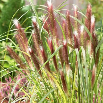 Cenchrus alopecuroides Red Head (Pennisetum), Lampborstgräs, P9cm
