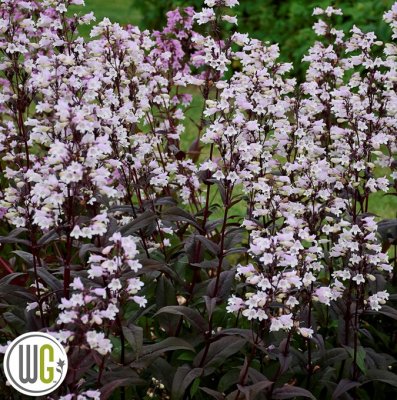 Penstemon hybr. Onyx and Pearls ®, Penstemon, C3