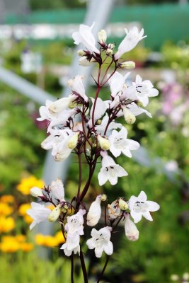 Penstemon digitalis Husker Red, Fingerborgshatt, C11cm