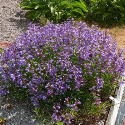 Penstemon heterophyllus Heavenly Blue, Vårpenstemon, P11cm