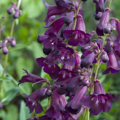 Penstemon hybr. Raven, Penstemon