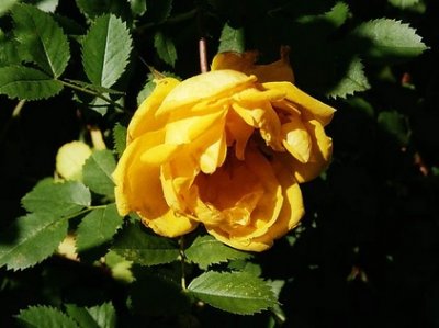 foetida Persiana Yellow, Persisk Gulros