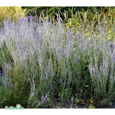 Perovskia atriplicifolia Little Spire ®, Perovskia / Himmelsspira, SQ1