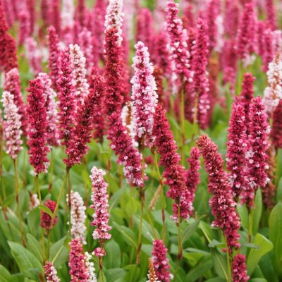 Bistorta affinis Darjeeling Red, Bergormrot