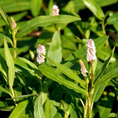 Persicaria amphibia