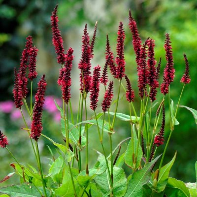 Bistorta amplexicaulis Blackfield ®, Blodormrot