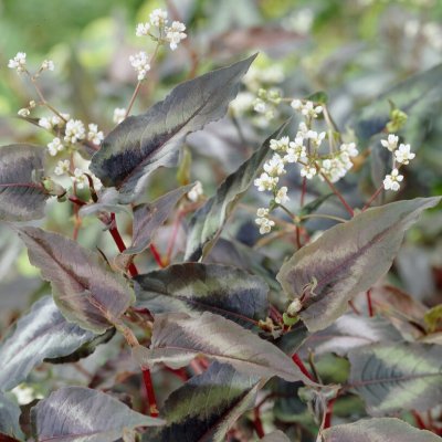 Persicaria microcephala Red Dragon, Drakpilört