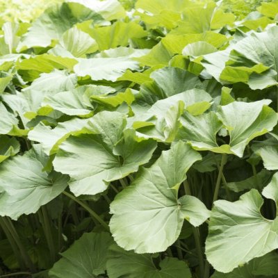 Petasites japonicus var. giganteus