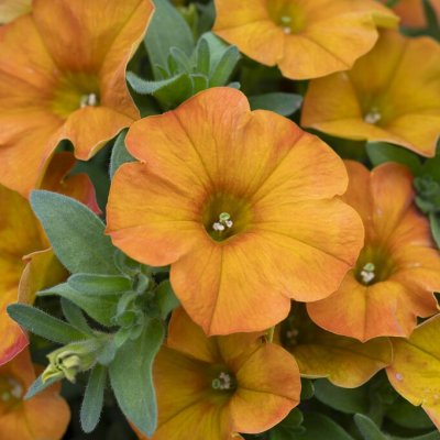 Petunia, Stickling 3-pack