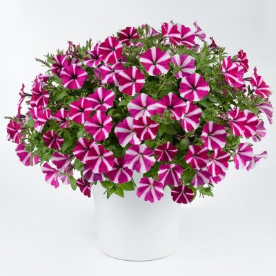 Petunia, Stickling, Amore ™ Joy