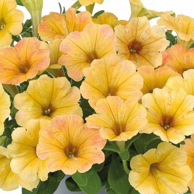 Petunia, Stickling, Cascadias ™ Indian Summer 2-pack