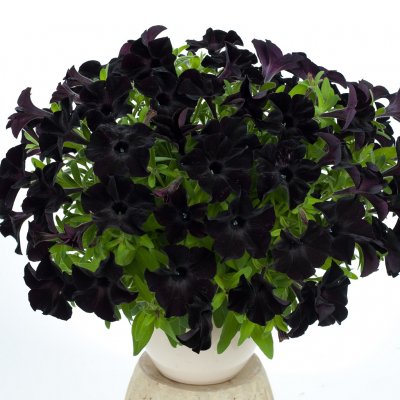 Petunia, Stickling, GO!Tunia ® Black