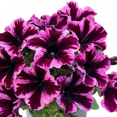 Petunia x hybrida GO!Tunia ® Cosmic Pink