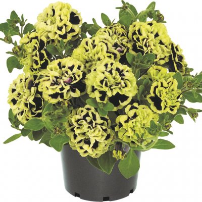 Petunia, Stickling, Mystical ® Midnight Gold