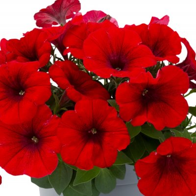Petunia, Stickling, Viva ® Red 3-pack