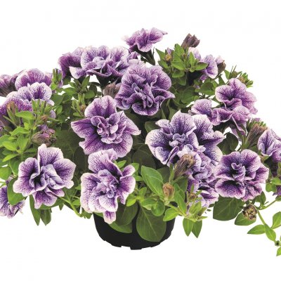 Petunia, Stickling, Tumbelina Priscilla Pro 3-pack