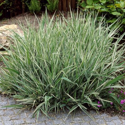 Phalaris arundinacea Picta, Randgräs