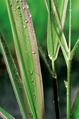 Phalaris arundinacea Picta, Randgräs, P9cm