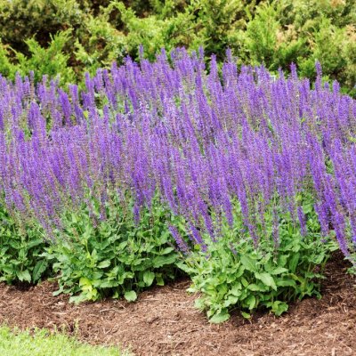 Salvia nemorosa Ostfriesland, Stäppsalvia, barrot 3st