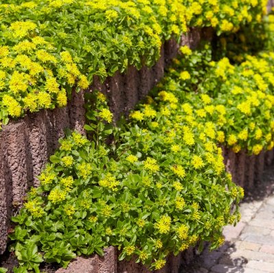 Phedimus kamtschaticus, Kamtjatka Fetblad, P9cm