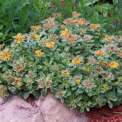 Phedimus kamtschaticus Variegatum, Kamtjakta Fetblad, P9cm