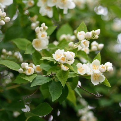 Philadelphus coronarius, Doftschersmin, solitär 150-200 co