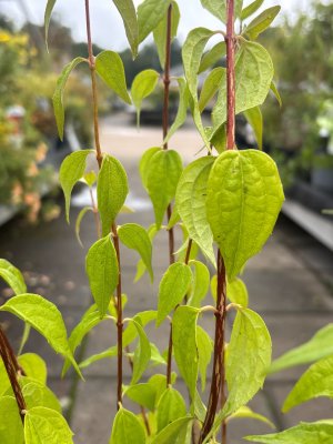 Philadelphus Erectus, Schersmin