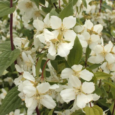 Philadelphus x lemoinei Mont Blanc, Smultronschersmin, Häck C1