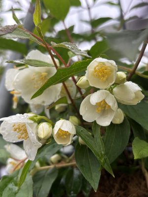 Philadelphus lewisii Waterton, Norlandsshersmin