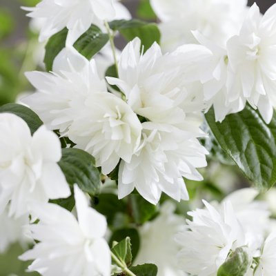 Philadelphus Pearls of Perfume ™, Schersmin