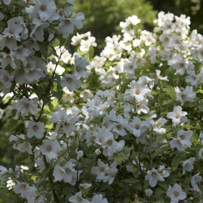 Philadelphus x purpureo-maculatus Belle Etoile, Brokschersmin