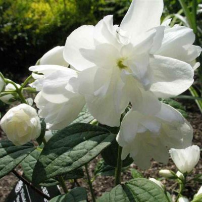 Philadelphus x virginalis Schneesturm, Kameliaschersmin, C5