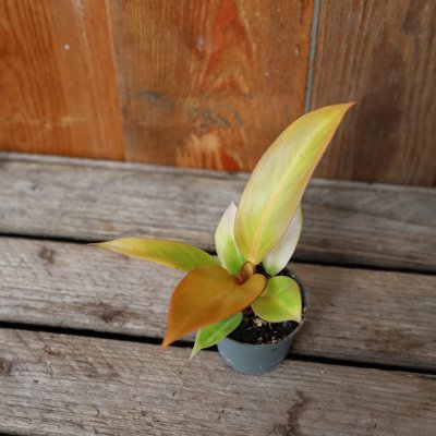 Philodendron Prince of Orange