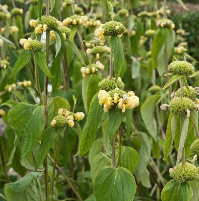 Phlomis russeliana, Gul Lejonsvans