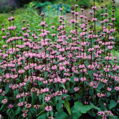 Phlomoides tuberosa Amazone (Phlomis), Röd Lejonsvans