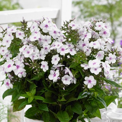 Phlox paniculata Famous ™ White with Eye