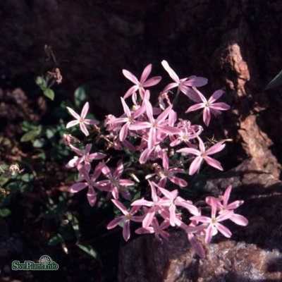 Phlox adsurgens Wagon Wheel, Torvflox, P9cm
