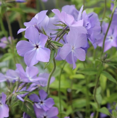 Phlox divaricata Blue Moon, Blåflox, C11cm