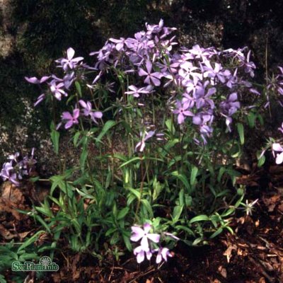 Phlox divaricata Clouds of Perfume, Blåflox, P9cm