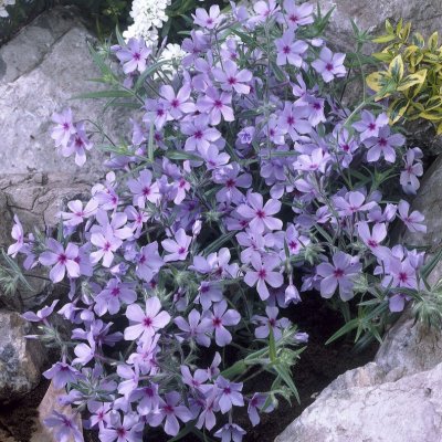 Phlox divaricata subsp. laphami Chattahoochee