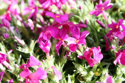 Phlox douglasii Crackerjack, Kuddflox, C11,5cm