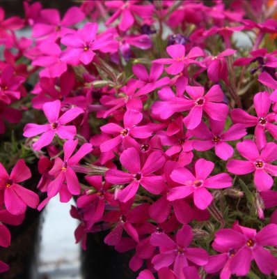 Phlox douglasii Crackerjack, Kuddflox, C11,5cm