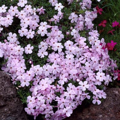 Phlox douglasii Lilac Cloud, Kuddflox, C11cm
